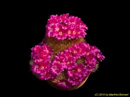 Sulcorebutia mentosa v. swobodae HS27a 1224